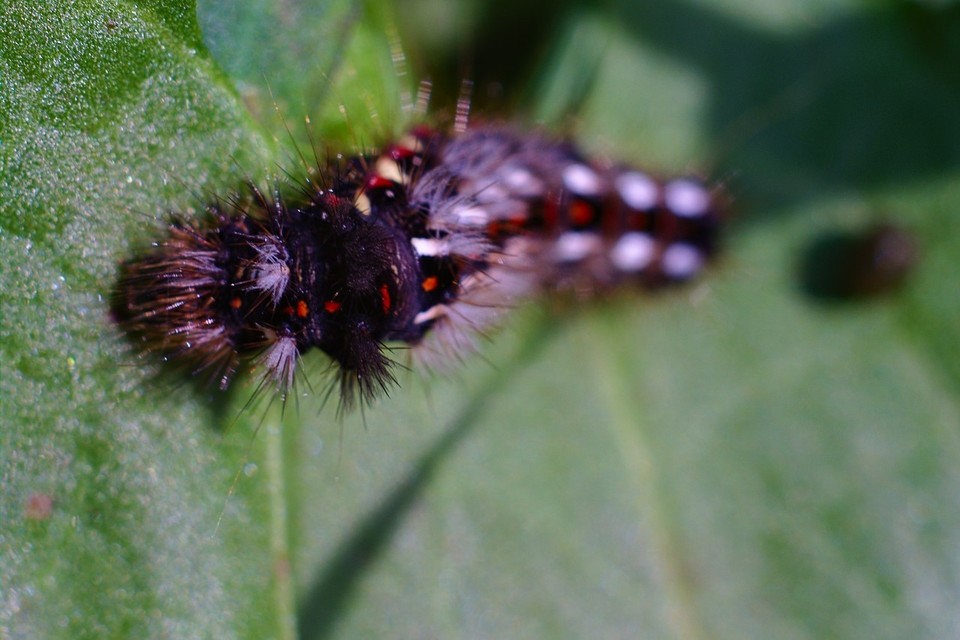 Acronicta rumicis - sóska-szigonyosbagoly