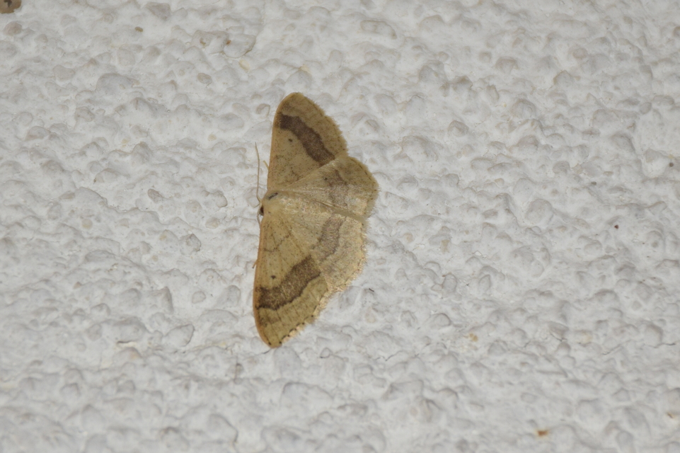 Idaea aversata - nagy sávosaraszoló