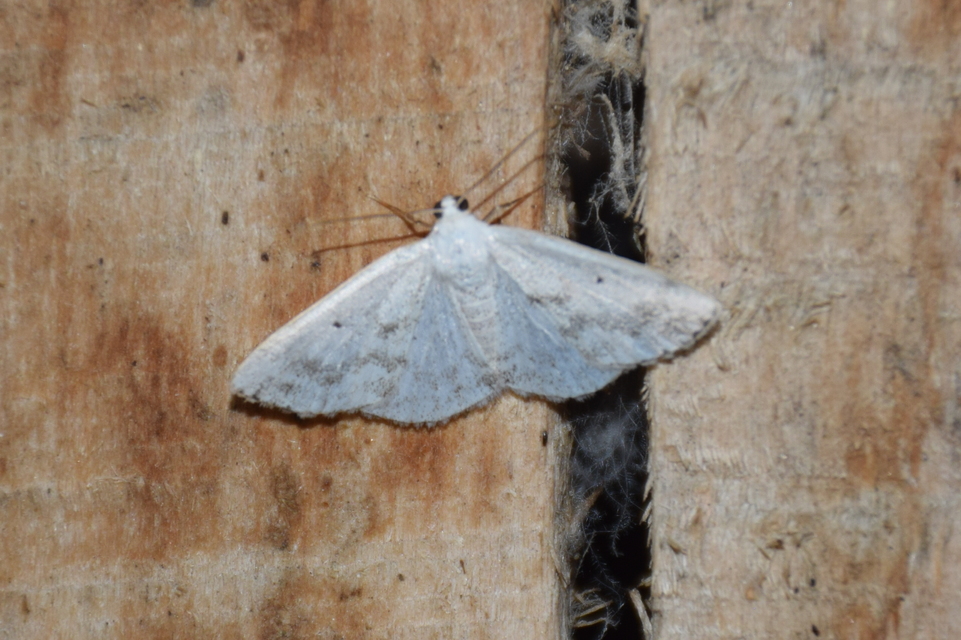 Lomographa temerata - foltos fehéraraszoló