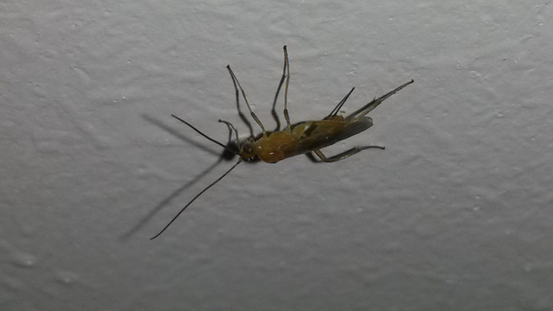 Braconidae - gyilkosfürkészek
