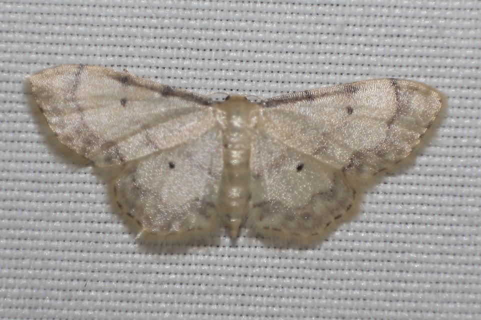 Idaea politaria - vonalas apróaraszoló
