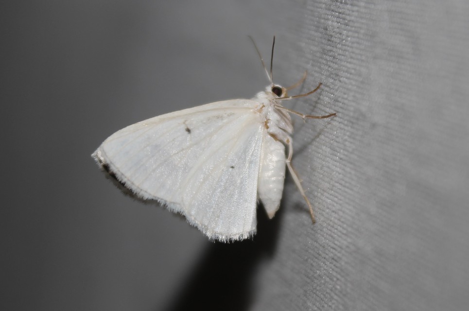Lomographa temerata - foltos fehéraraszoló
