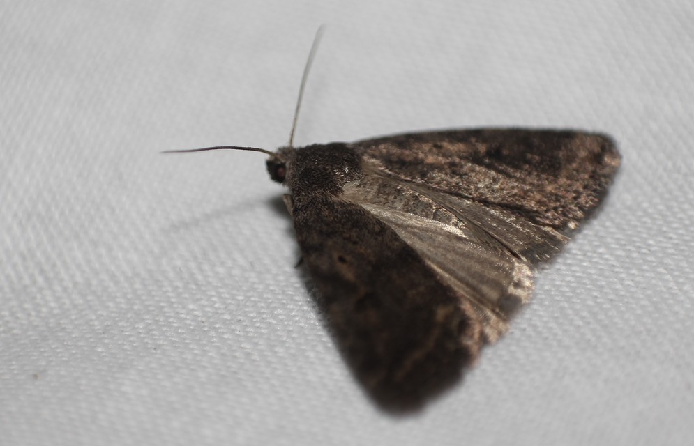 Athetis gluteosa - nyugtalan lápibagoly