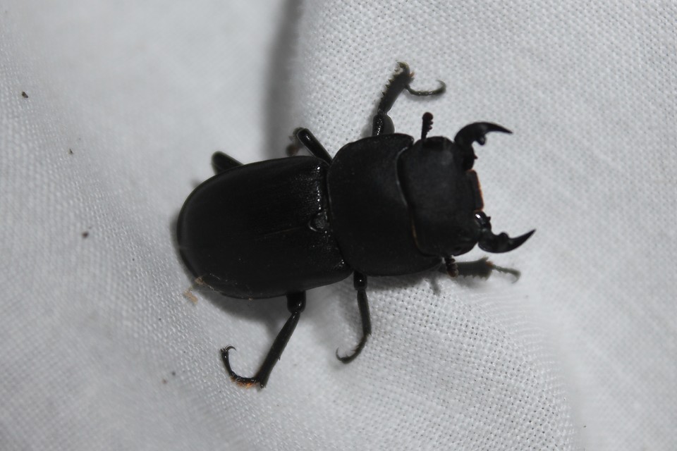 Dorcus parallelipipedus - kis szarvasbogár