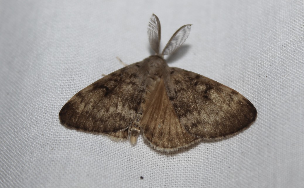 Lymantria dispar - gyapjaslepke