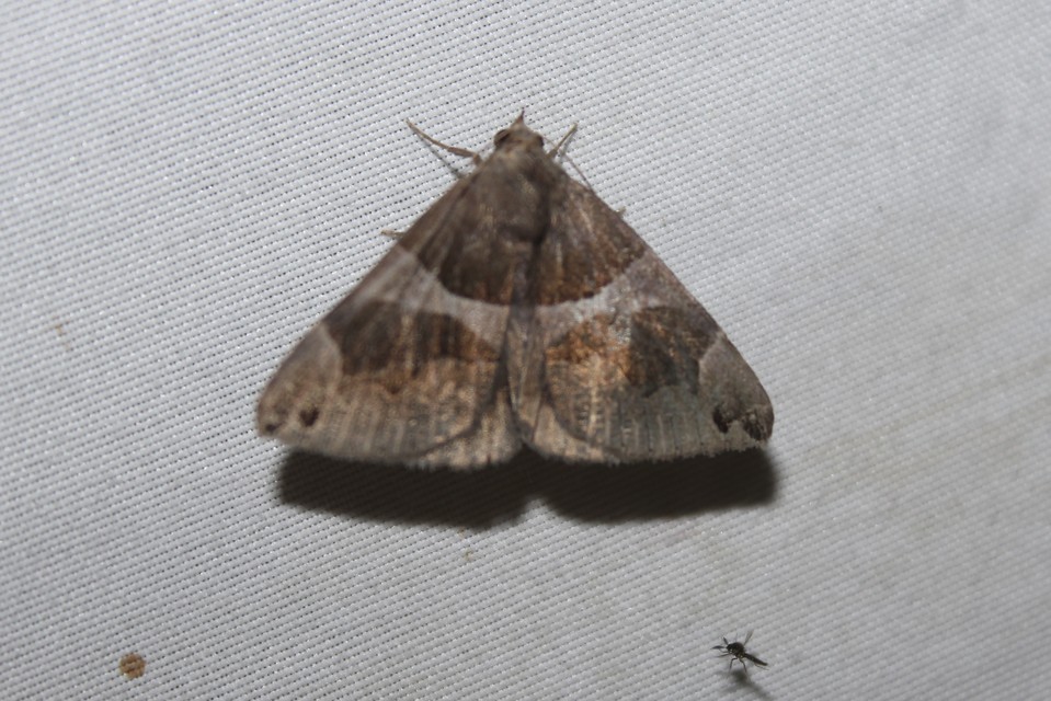 Dysgonia algira - déli porcelánbagoly