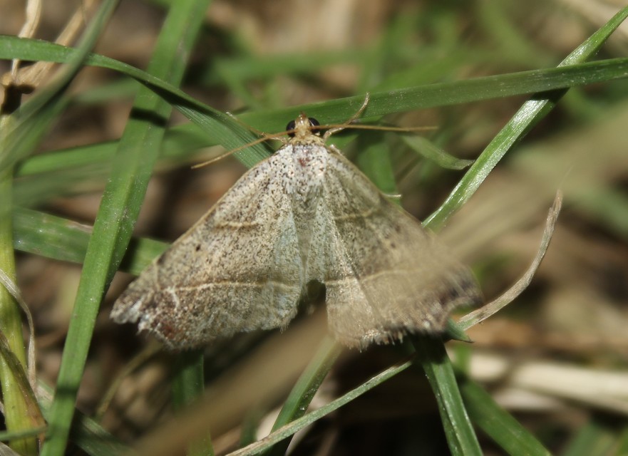 Laspeyria flexula - zuzmóbagoly