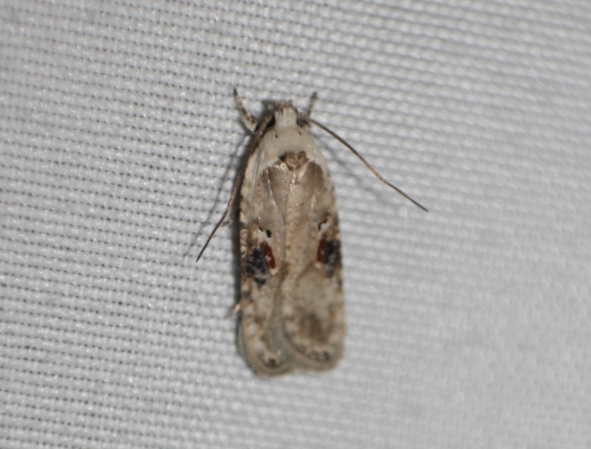 Agonopterix alstromeriana - bürök-laposmoly