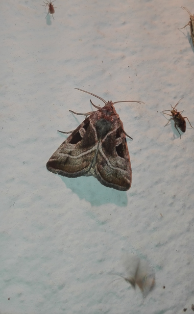 Eucarta virgo - mocsári ametisztbagoly