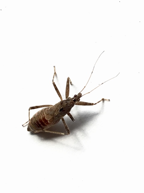 Himacerus apterus - nagy tolvajpoloska
