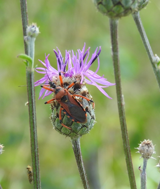 Rhynocoris iracundus - közönséges gyilkospoloska
