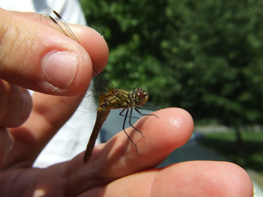 Sympetrum sanguineum - vörös katona-szitakötő