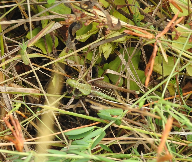 Decticus verrucivorus - szemölcsevő szöcske