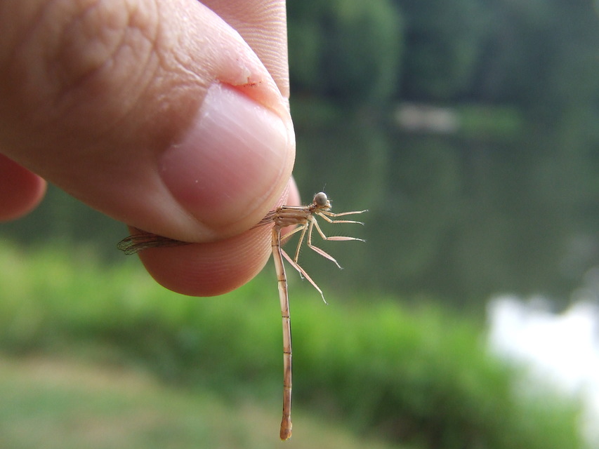 Platycnemis pennipes - széleslábú szitakötő