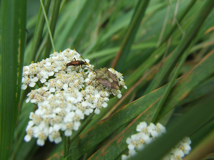 Carpocoris Carpocoris