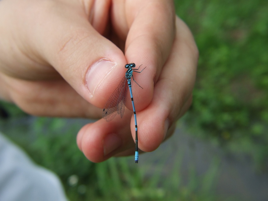 Coenagrion puella - azúrkék légivadász