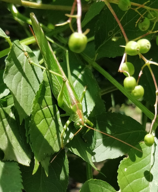 Tettigonia viridissima - zöld lombszöcske