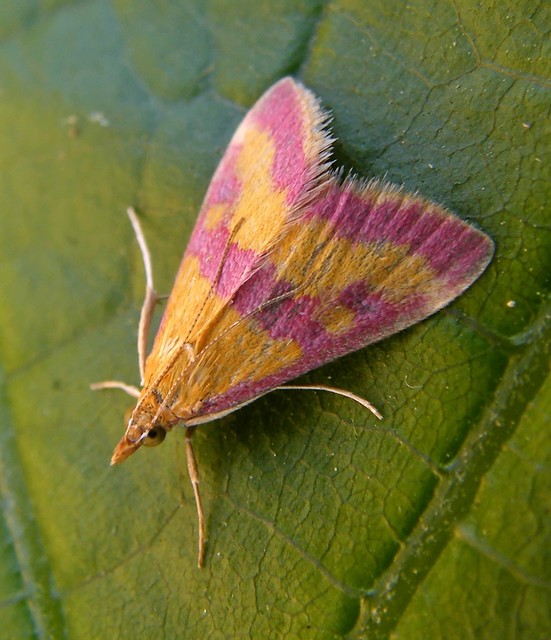 Pyrausta sanguinalis/virginalis