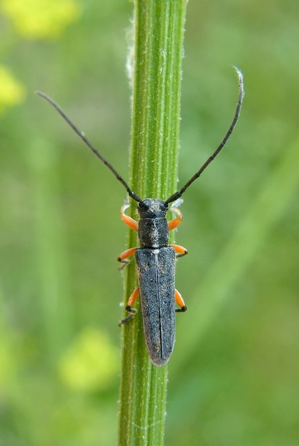 Phytoecia icterica - murokcincér Phytoecia icterica - murokcincér