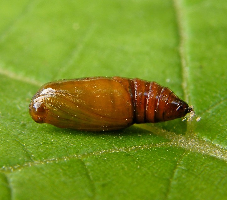 Cabera exanthemata - pettyes égeraraszoló