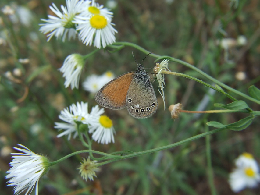 Coenonympha glycerion - közönséges szénalepke