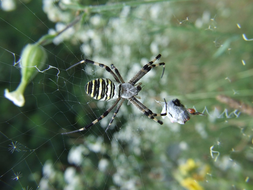 Argiope bruennichi - darázspók