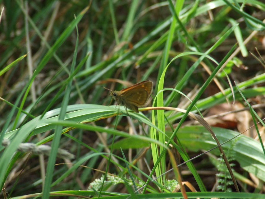 Ochlodes sylvanus - erdei busalepke