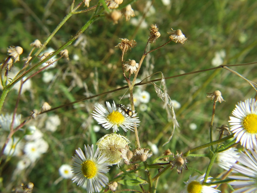 Nemophora fasciella - feketesávú tőrösmoly