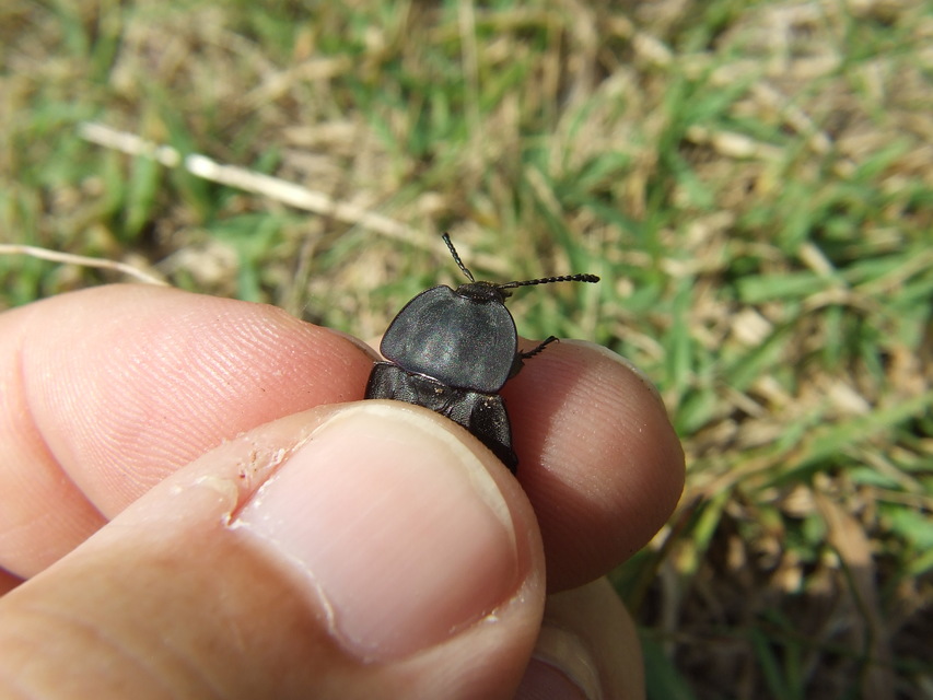 Silpha tristis - szemecskés dögbogár