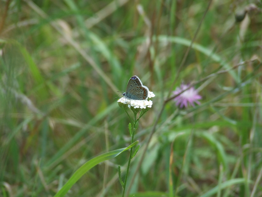 Polyommatus icarus - közönséges boglárka