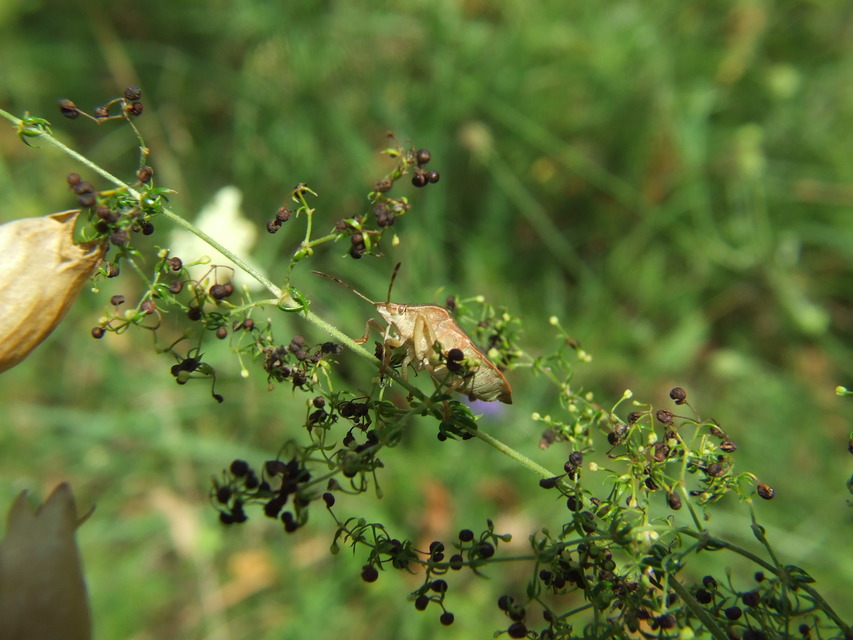 Palomena viridissima - sárga bogyómászó-poloska Palomena viridissima - sárga bogyómászó-poloska