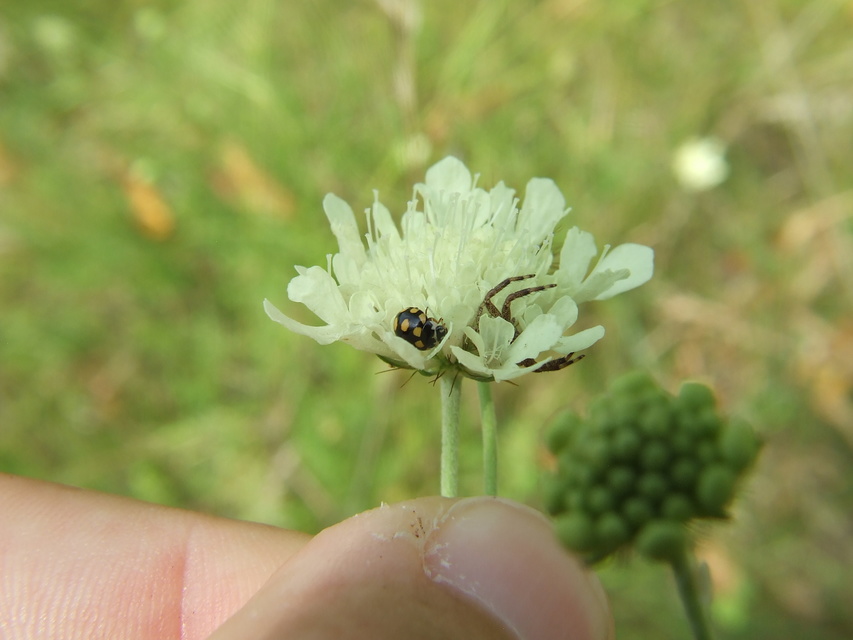 Coccinula quatuordecimpustulata - feketesárga katóka