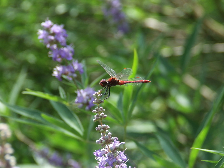 Sympetrum sanguineum - vörös katona-szitakötő