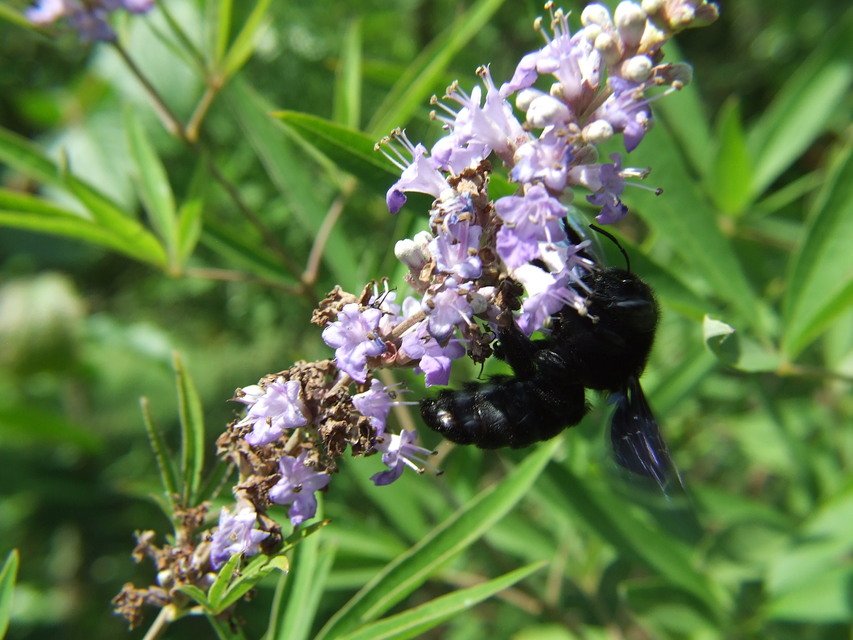 Xylocopa