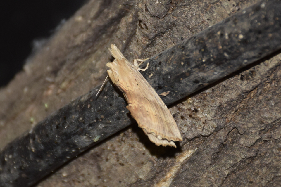 Pterostoma palpina - csőrös púposszövő