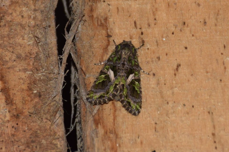 Trachea atriplicis - nyári zöldbagoly