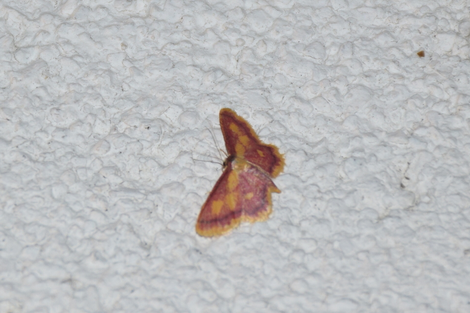 Idaea muricata - mocsári pirosaraszoló