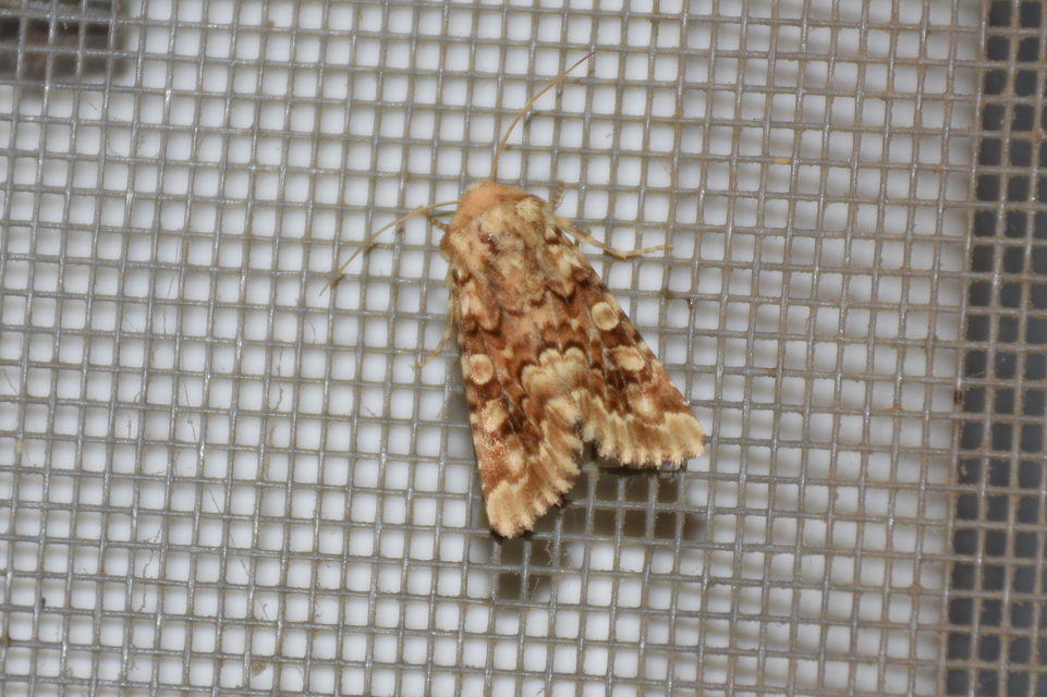 Hadena irregularis - homoki szegfűbagoly
