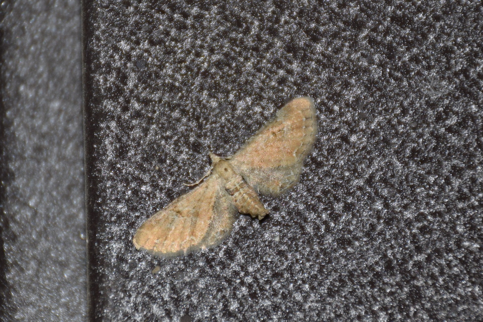 Eupithecia simpliciata - kerekszárnyú törpearaszoló