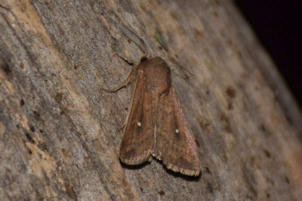 Mythimna albipuncta - fehérpettyes rétibagoly