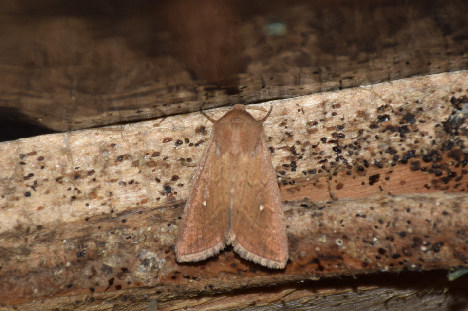 Mythimna albipuncta - fehérpettyes rétibagoly