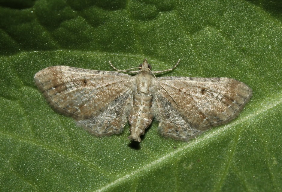 Eupithecia simpliciata - kerekszárnyú törpearaszoló