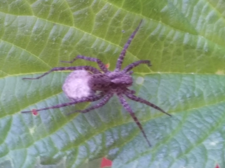 Pardosa