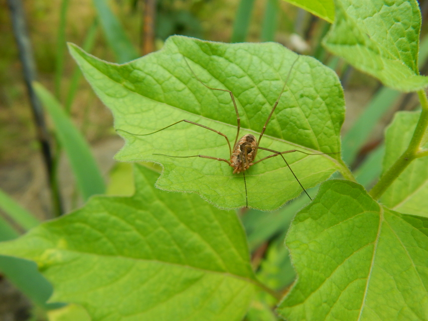 Mitopus morio