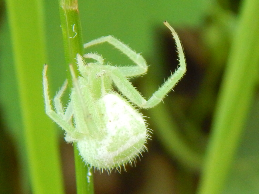 Heriaeus