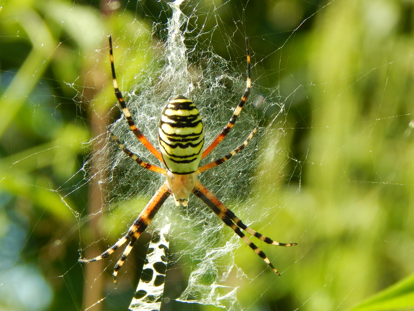 Argiope bruennichi - darázspók