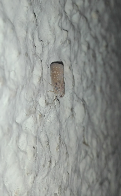 Metcalfa pruinosa - amerikai lepkekabóca