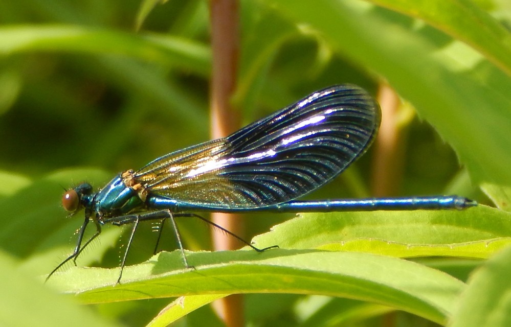 Calopteryx splendens - sávos szitakötő