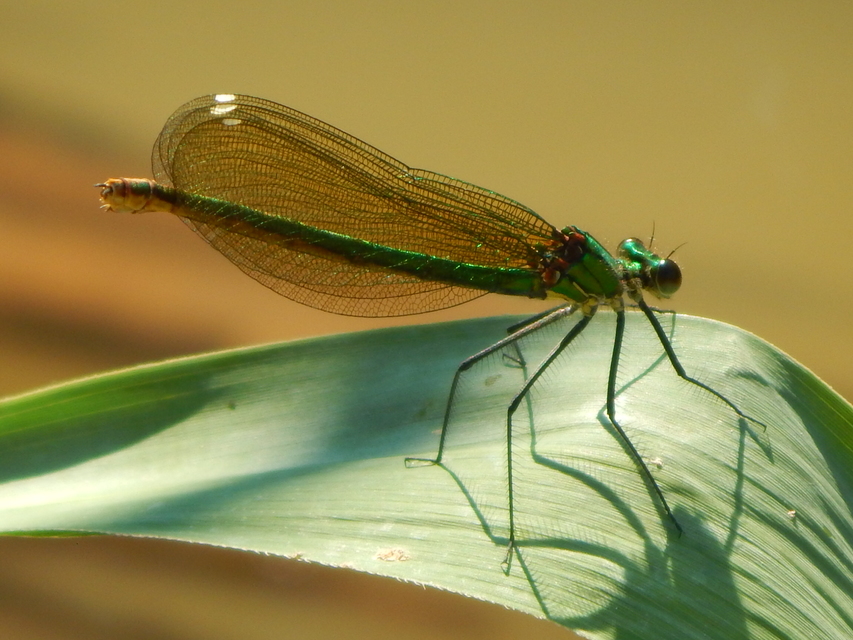 Calopteryx splendens - sávos szitakötő
