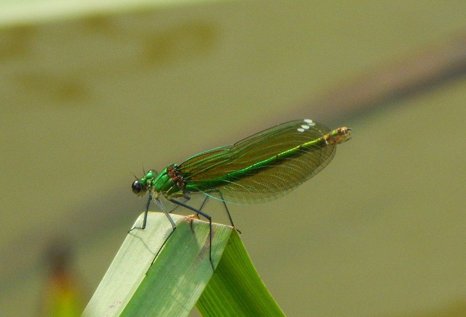 Calopteryx splendens - sávos szitakötő